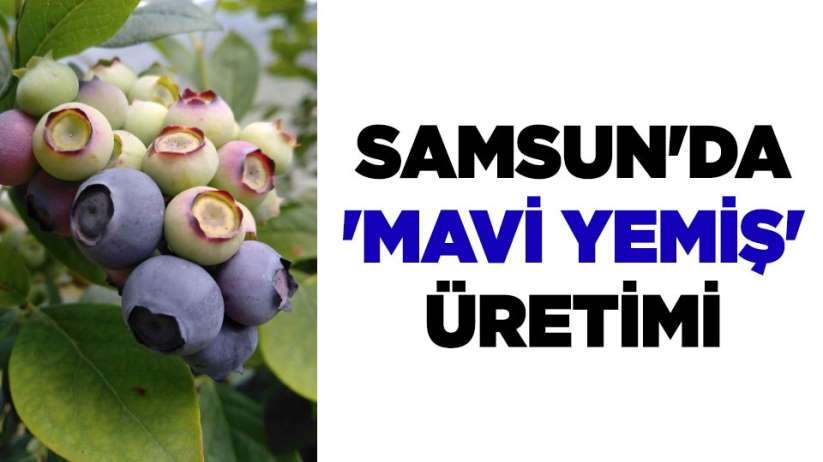 Samsun'da 'mavi yemiş' üretimi 