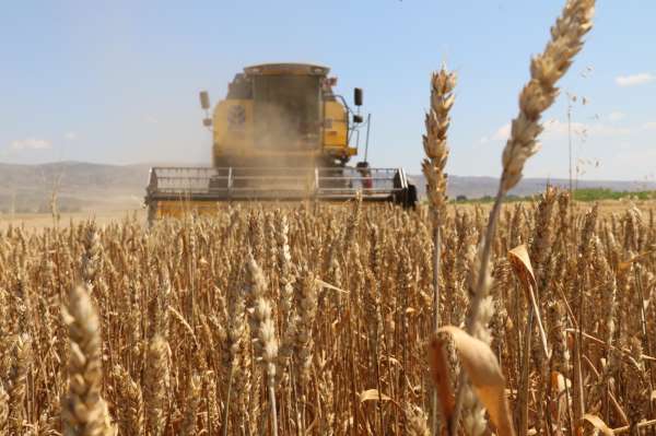 Eskişehir'de başlayan buğday hasadı beklentiyi karşılamadı