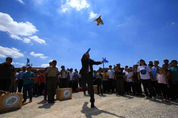 Çorum'da doğaya bin 250 kınalı keklik salındı