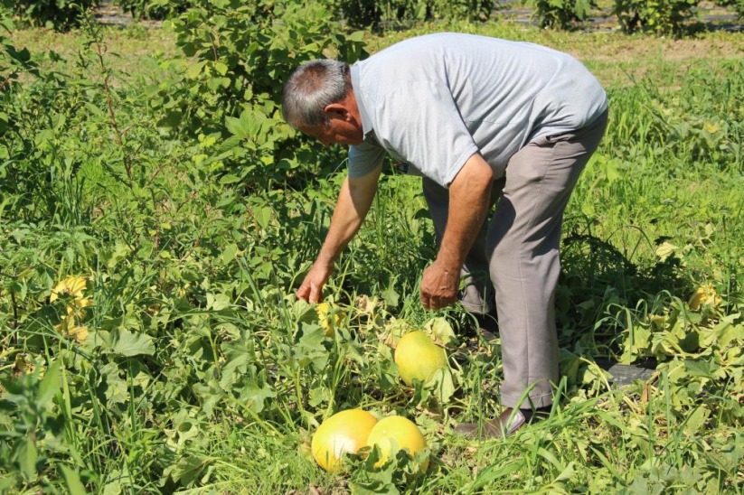 Baldan tatlı Süheyla kavunu yüz güldürdü