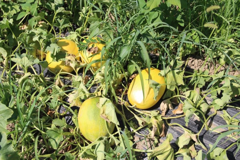 Baldan tatlı Süheyla kavunu yüz güldürdü