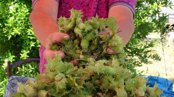 Ordu'da taze fındık tezgahlarda: Kilosu 200 TL