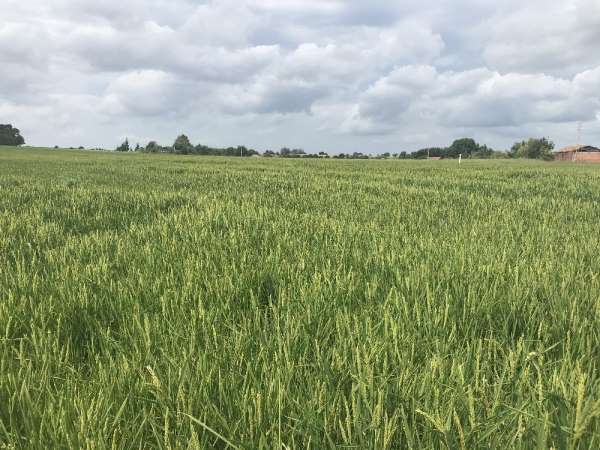 Müdür Sağlam'dan 'sap hastalığı' ve 'çeltik yanıklığı' uyarısı 