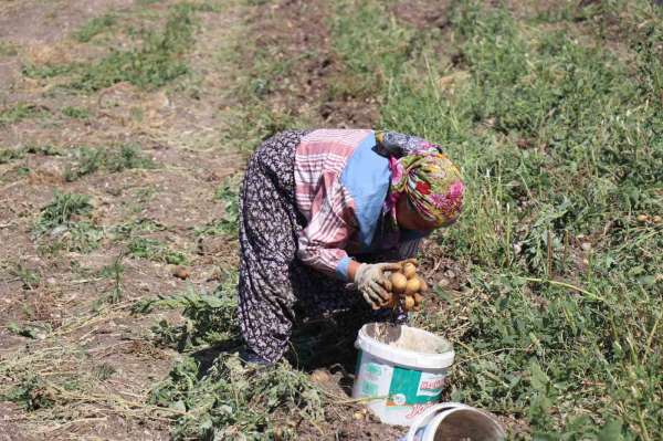 Patates diyarı Bolu'da hasat başladı