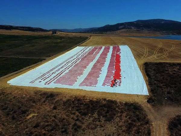 Yozgat'ta kurutulmak için serilen domatesler tarlaları kırmızıya bürüdü