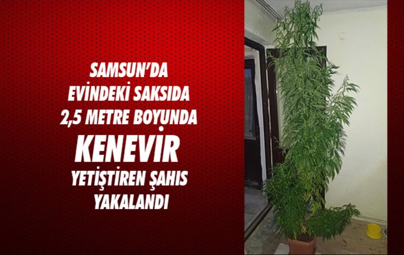 Samsun'da evindeki saksıda 2,5 metre boyunda kenevir yetiştiren şahıs yakalandı