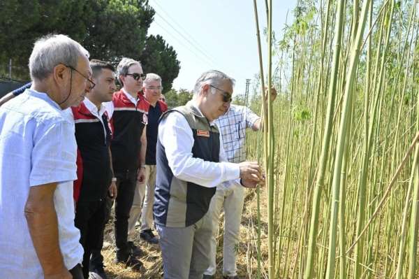 İzmir'de izinli ve kontrollü kenevir hasadı gerçekleştirildi