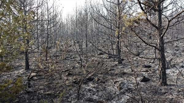 Ateşle oynayan genç çoban 30 hektar ormanlık alanı yaktı 