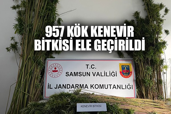 Arazide 957 kök kenevir bitkisi ele geçirildi