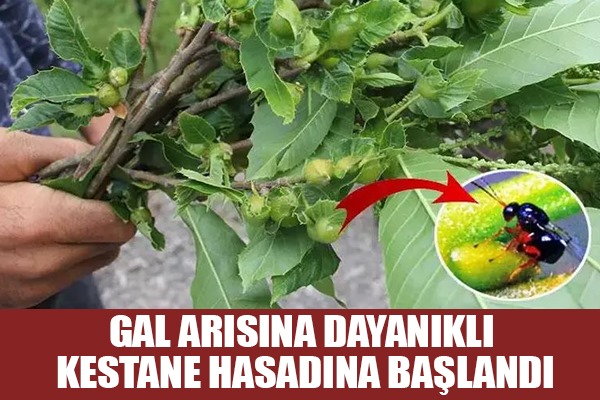 Gal arısına dayanıklı kestanenin hasadına başlandı