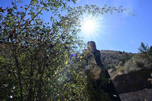 Gümüşhane'nin 'dikenli gülü' kuşburnu, zahmetli yolculukla sofraya geliyor