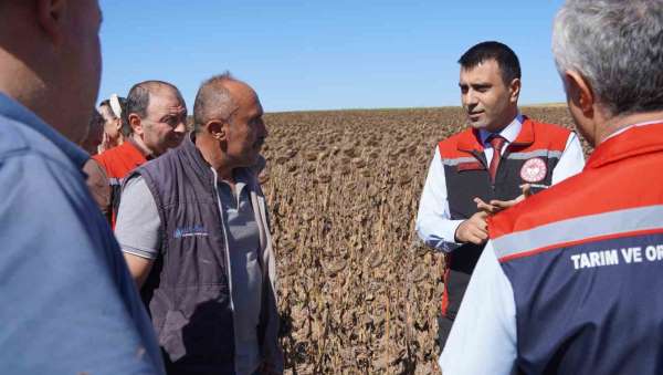 Tokat'ta 39 bin dekar alanda 19 tona yakın ayçiçeği tohumu ekildi