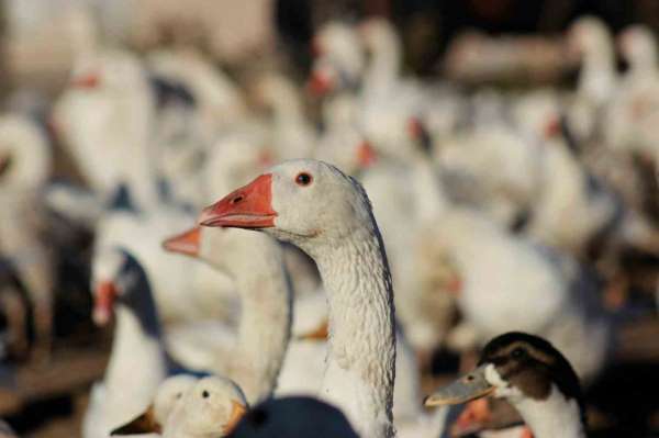Yozgatlı girişimci 5 kazla başladı, üretimi 850'ye çıkardı