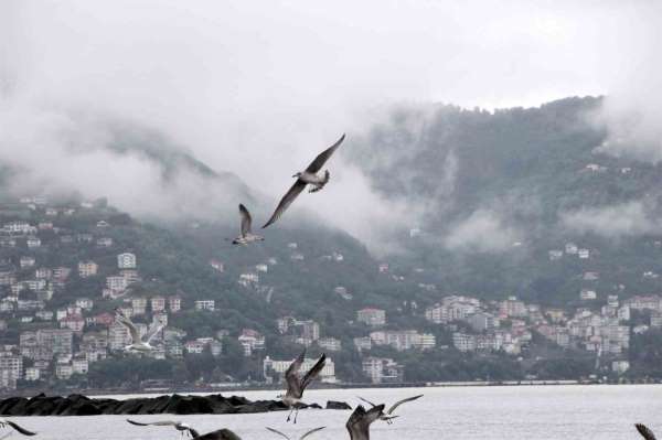 Ordu'da görsel şölen