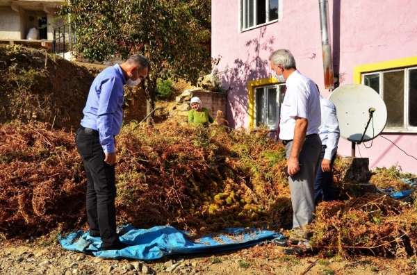 Buldan'da 810 dekar alanda 300 ile 350 ton arası kestane hasadı devam ediyor 
