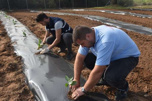 İzmit'te aronya meyvesini toprakla buluşturdu