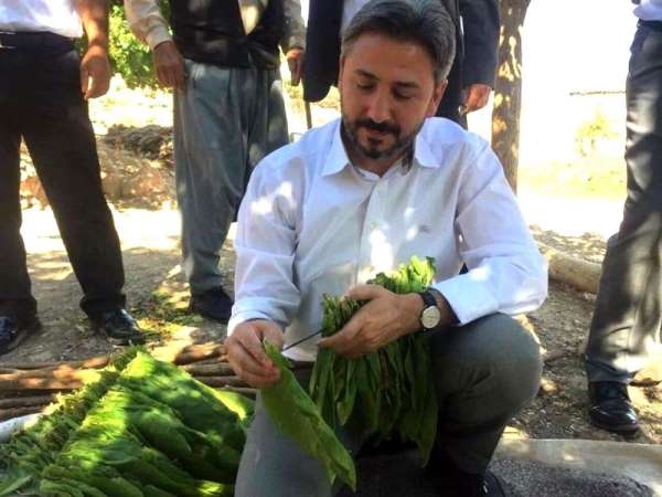 Tütün mamullerinde en az yüzde 30 yerli tütün kullanılacak 