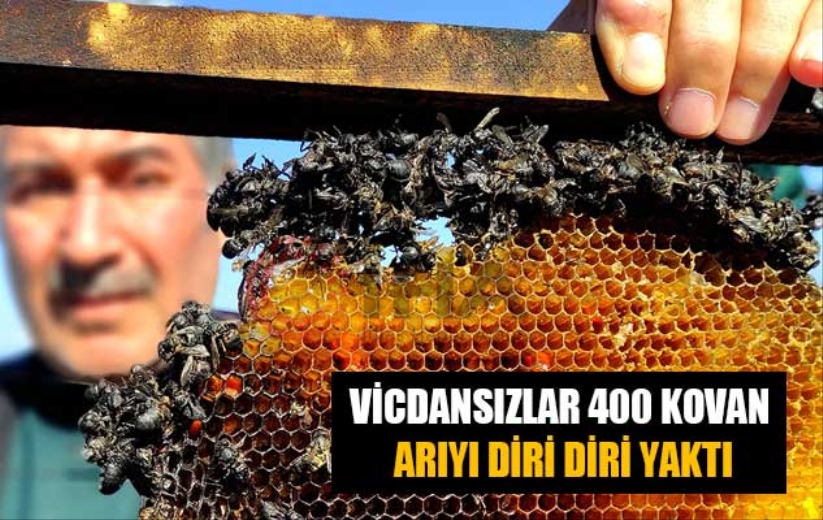 Vicdansızlar 400 kovan arıyı diri diri yaktı