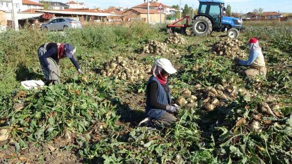 Kütahya'da pancar hasadı başladı