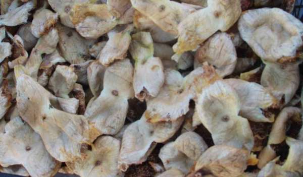 Mersin'de incir sezonu sona erdi, üreticisinin yüzü güldü