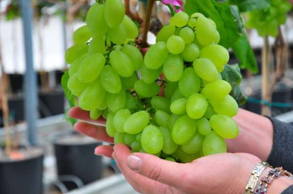 Afyonkarahisar'da en çok üzüm üretimi Dazkırı'da yapılıyor 