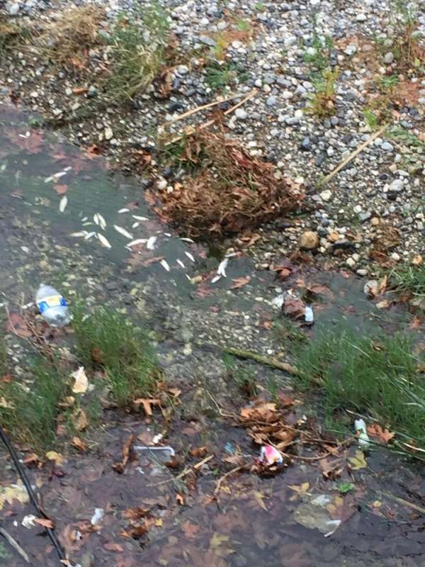 İskenderun'da balık ölümleri