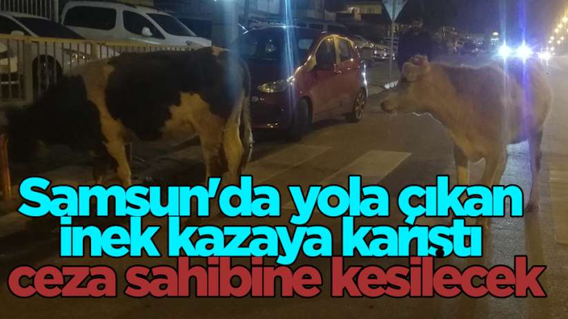 Samsun'da yola çıkan inek kazaya karıştı ceza sahibine kesilecek 
