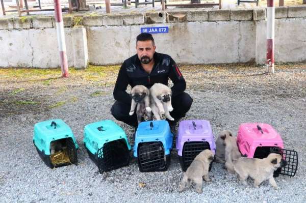Terörle mücadelede kangal köpekleri görev alacak 