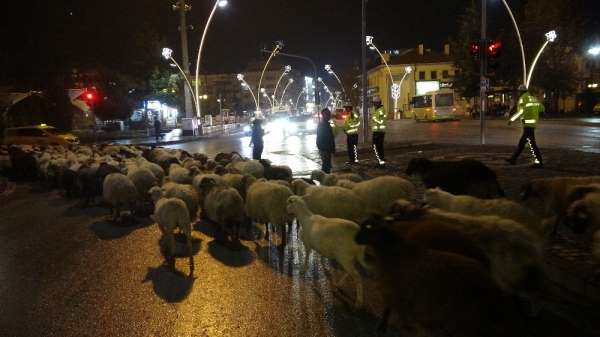 Trafik durdu, koyun sürüsü yoldan geçti 