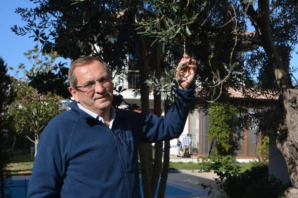 Ayvalık Zeytinyağı'nı taklit eden tağşişli markalarla savaş başladı 