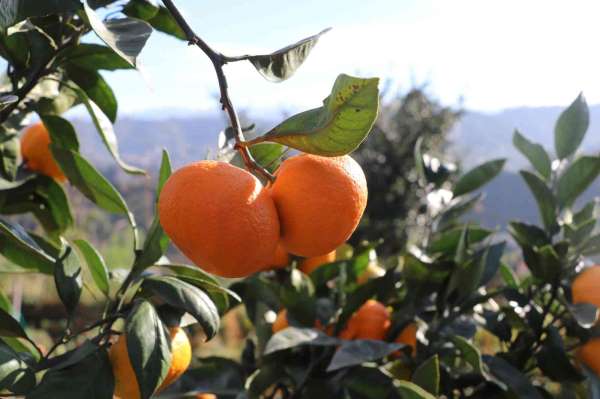 Rize'de mandalina hasadı başladı