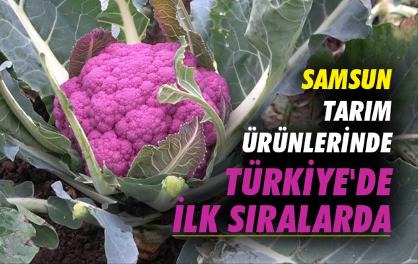 Samsun tarım ürünlerinde Türkiye'de ilk sıralarda
