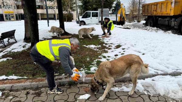 Ünye'de sokak hayvanlarına 23 ayda 24 ton mama verildi