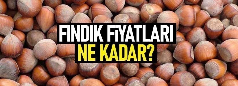 28 Ocak Perşembe günü Samsun fındık fiyatları ne kadar?