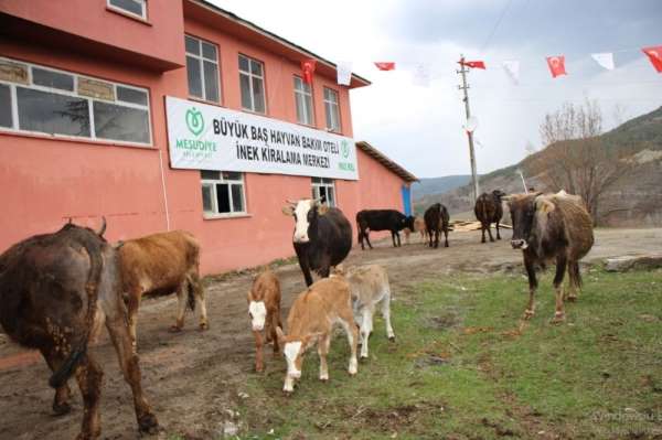 Hayvan Oteli'ne büyük ilgi