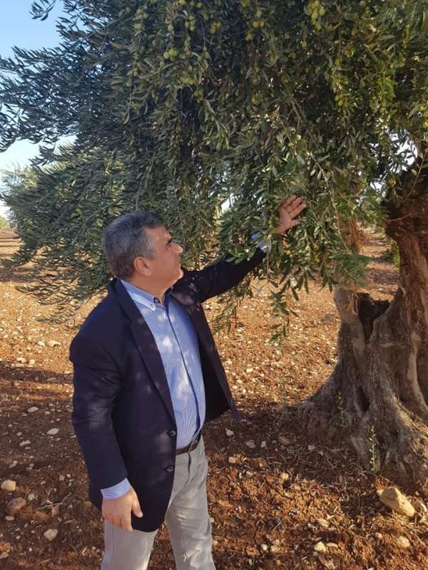 Kilis Zeytinyağına talep arttı