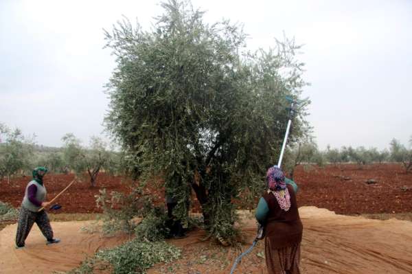 Kilis'te zeytin hasadı devam ediyor