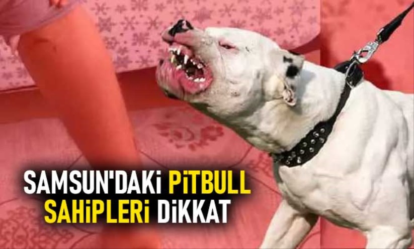 Samsun'daki pitbull sahipleri dikkat