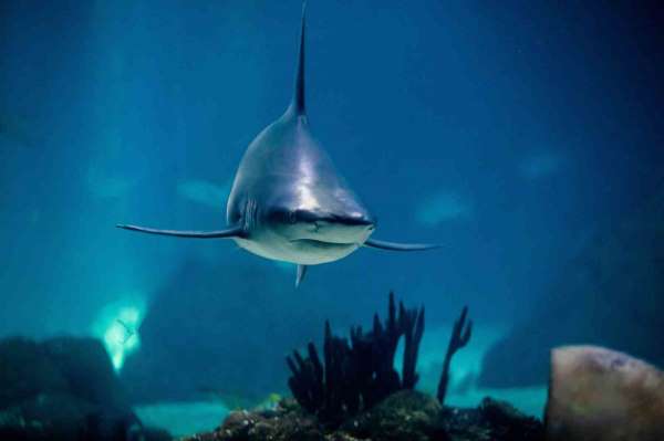 Avustralya'da köpekbalığı saldırısı: 1 ölü
