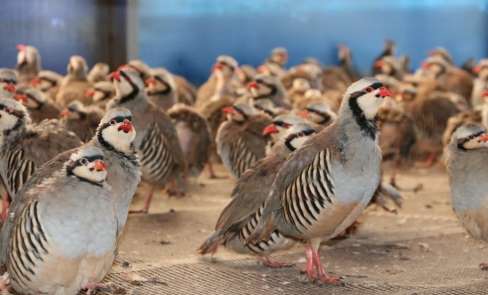 Kınalı keklikler doğanın korunmasına yardımcı oluyor