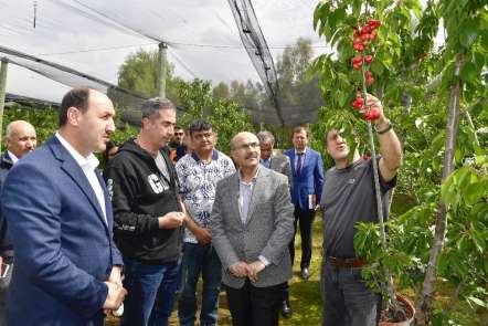 Adana'da ihracatlık kiraz üretimine başlandı 