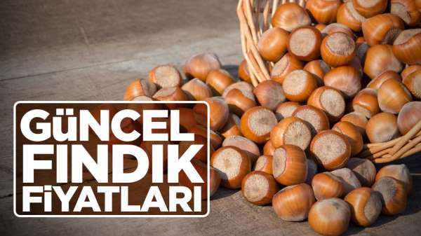 Güncel fındık fiyatları! 27 Haziran perşembe