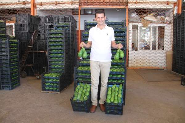 Alanya'dan Bulgaristan'a ilk kez avokado ihracatı 