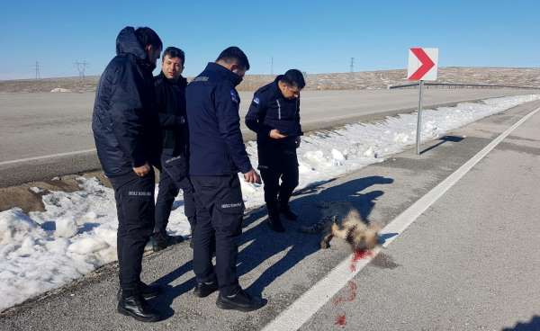 Çizgili sırtlan kazada telef oldu