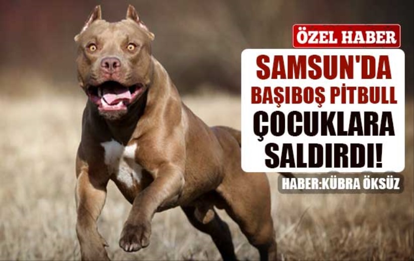 Samsun'da başıboş pitbull çocuklara saldırdı!