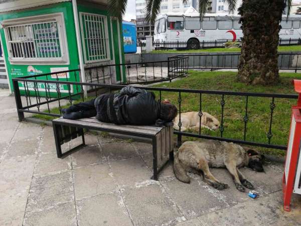 Bankta uyuyan 'Red Kit'i yanına yatan sokak köpekleri korudu