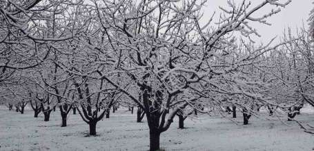 Sivaslı'da yağan kar meyve ağaçlarını olumsuz etkiledi