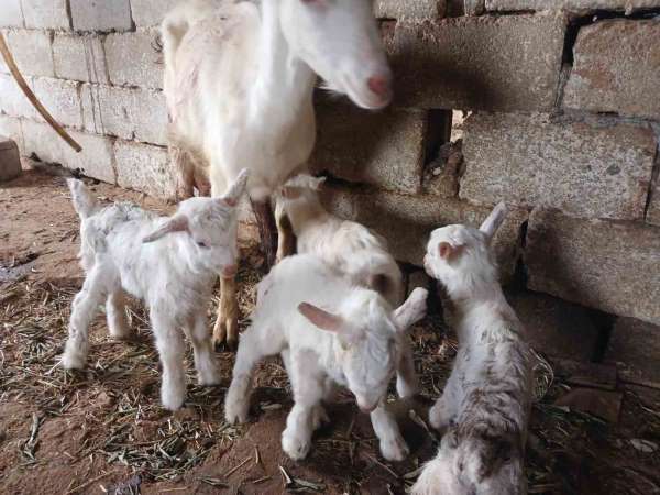 Süt rekortmeni Saanen keçiden dördüz doğum
