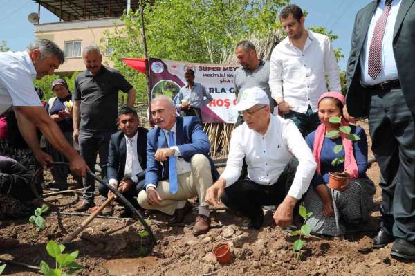 Mezitlili kadınlar aronya üretimi için ilk fidanları toprakla buluşturdu