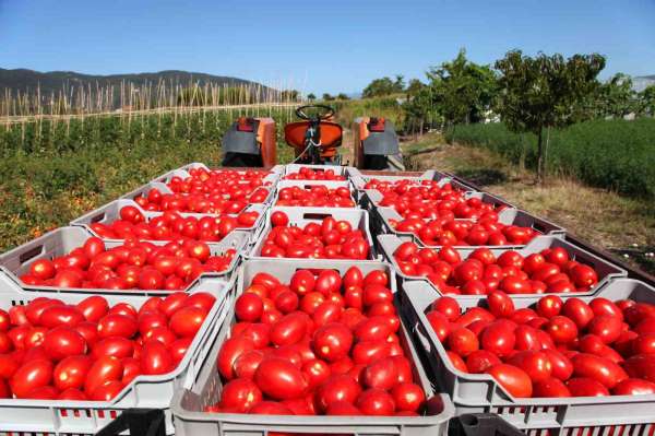 Rusya'ya domates ihracatında kota 350 bin tondan 500 bin tona çıkarıldı - İzmir haber